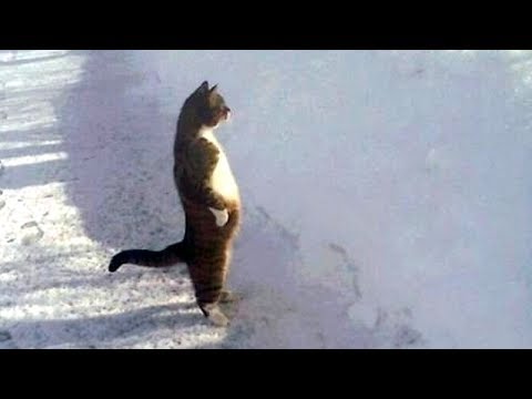Συλλογή Super FUNNY VIDEOS