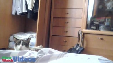 Lustige Katzen Videos (Αστεία συλλογή γάτας)
