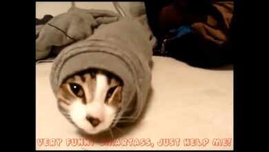 Συλλογή αστείων γατών [Most See] – Αστεία βίντεο γάτας ποτέ