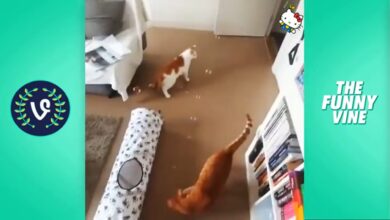 Συλλογή Funny Cats 2016 – Τα καλύτερα βίντεο με αστείες γάτες ποτέ