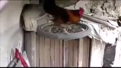Alindog ng Balyena, Haha, Pinoy Αστεία βίντεο