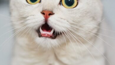 Συλλογή βίντεο με χαριτωμένα και αστεία γάτα