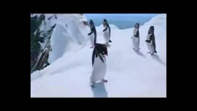 Αστεία βίντεο ζώων-Happy Penguin Song Avzio