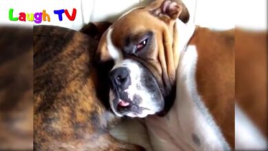 Αστεία συλλογή βίντεο σκυλιών Boxer 2016 – Διασκεδαστικό βίντεο σκυλιών 2017