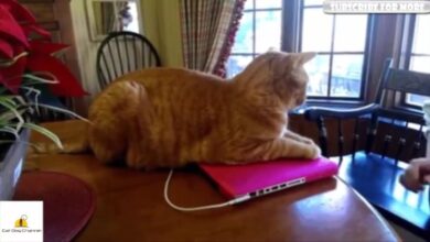 ΑΓΑΠΗ ΒΙΝΤΕΟ CAT  FUNNY CAT VIDEOS COMPILATION 2015 ΜΕΡΟΣ 18