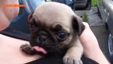 Αστεία και χαριτωμένη συλλογή βίντεο Pug 2016 – Αστεία βίντεο σκυλιών 2016