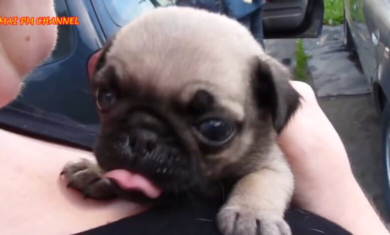 Αστεία και χαριτωμένη συλλογή βίντεο Pug 2016 – Αστεία βίντεο σκυλιών 2016