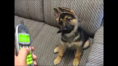 German Shepherd Αστεία βίντεο