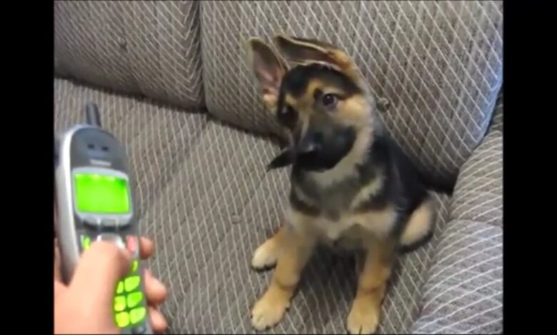 German Shepherd Αστεία βίντεο