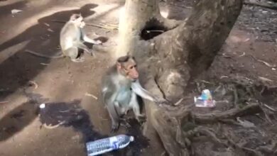 MONKEYS Αστεία βίντεο μαϊμού