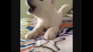DOGS FUNNY VIDEOS – HILARIOUS ΠΟΛΥ ΑΓΑΠΗ ΒΙΝΤΕΟ ΣΚΥΛΟΥ