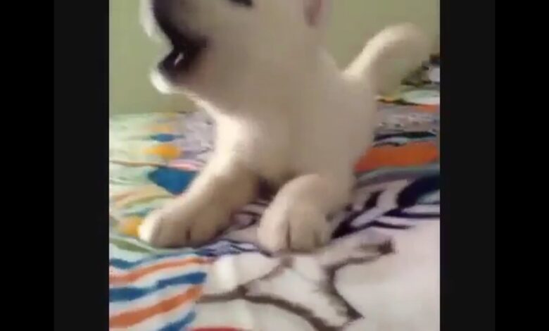DOGS FUNNY VIDEOS – HILARIOUS ΠΟΛΥ ΑΓΑΠΗ ΒΙΝΤΕΟ ΣΚΥΛΟΥ
