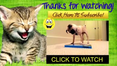 Funny Cats – Τα καλύτερα αστεία βίντεο του 2015 από τον Asif Vindhani