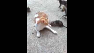 τι γίνεται αστεία βίντεο