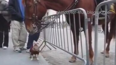Συλλογή αστείων βίντεο του 2015