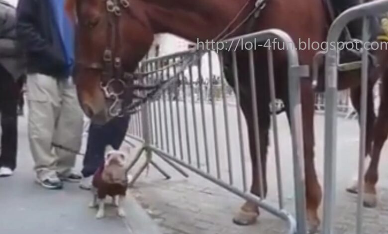 Συλλογή αστείων βίντεο του 2015