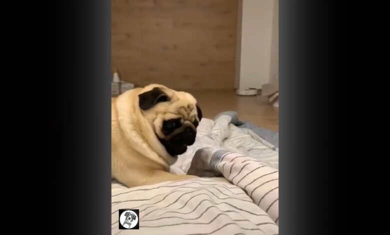 Pug Funny Moments – Cute Dog Videos