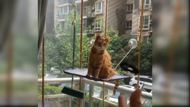 Χαριτωμένα και αστεία βίντεο γάτας !!!  Συλλογή