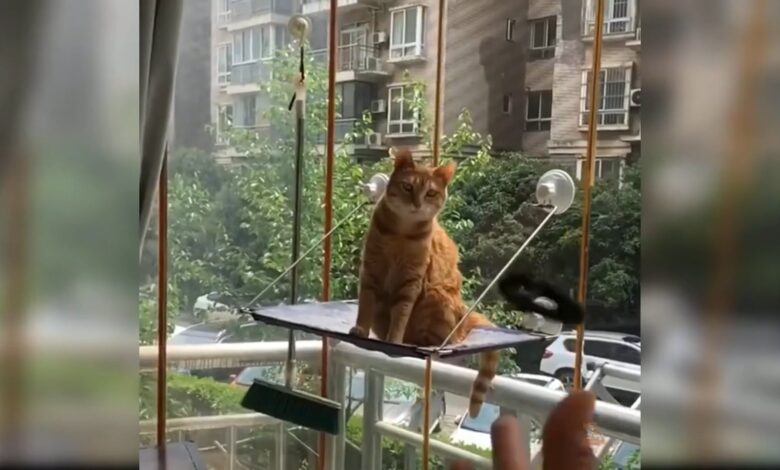 Χαριτωμένα και αστεία βίντεο γάτας !!!  Συλλογή