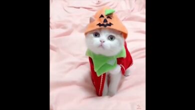 Baby Cats _Super Funny Videos _2021