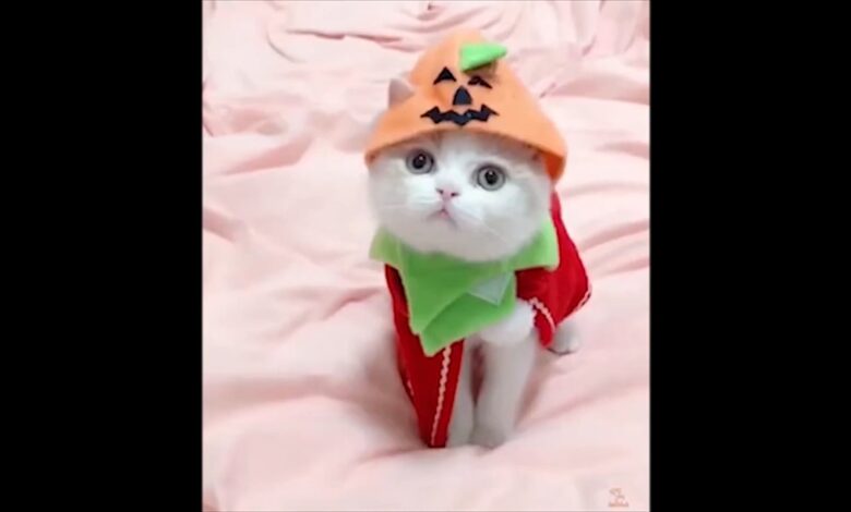 Baby Cats _Super Funny Videos _2021