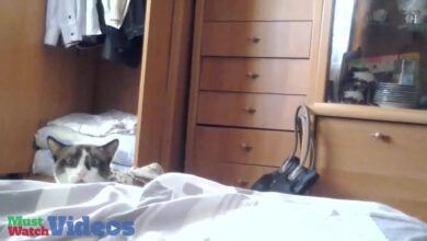 Βίντεο Lustige Katzen (Αστεία συλλογή γάτας)