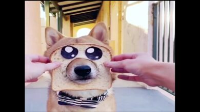 Baby Animals Funny Videos Compilation – Pet Lover