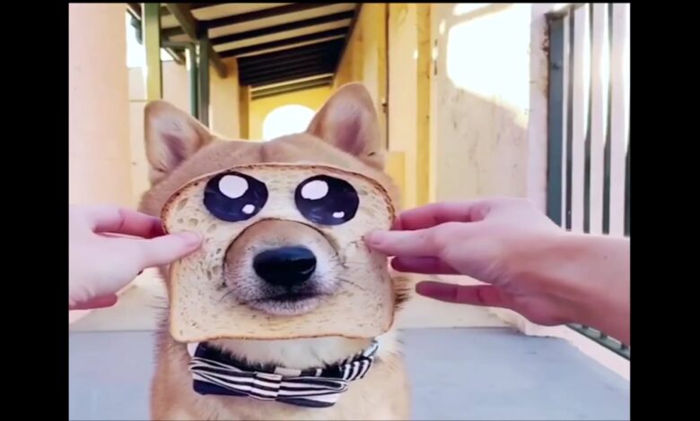 Baby Animals Funny Videos Compilation – Pet Lover