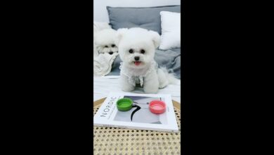Συλλογή βίντεο Funny Dog 2021 ||  Dog Home High Show ||  Αστείο σκυλί tiktok