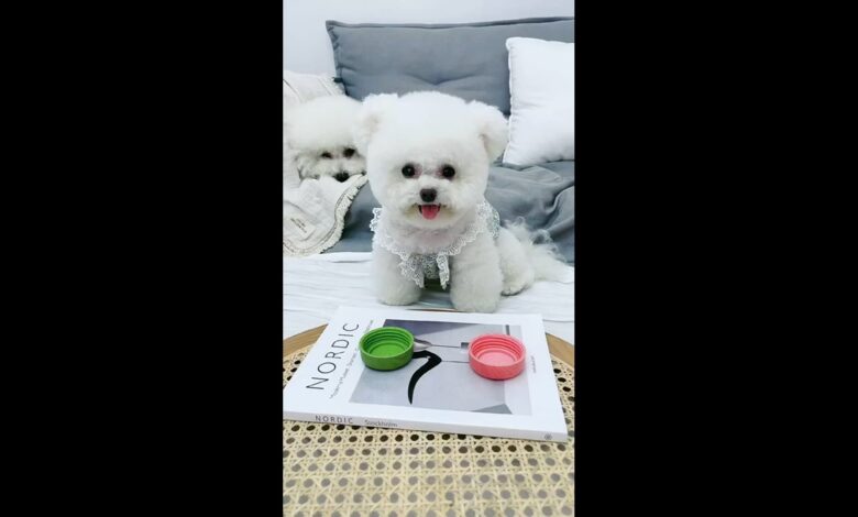 Συλλογή βίντεο Funny Dog 2021 ||  Dog Home High Show ||  Αστείο σκυλί tiktok