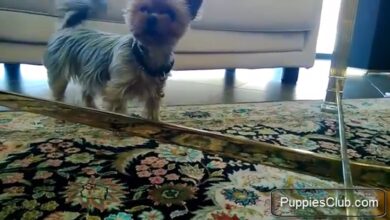 Αστείο βίντεο Yorkshire Terrier – Αστεία βίντεο σκυλιών