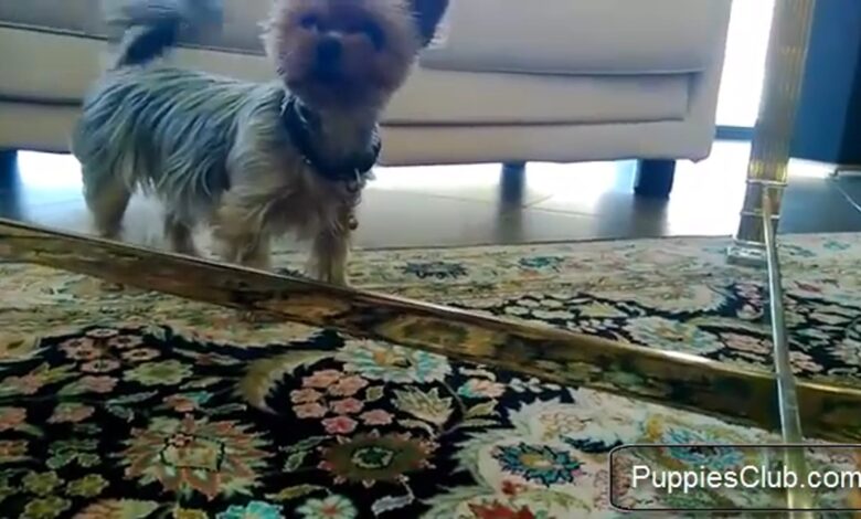 Αστείο βίντεο Yorkshire Terrier – Αστεία βίντεο σκυλιών