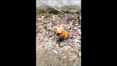 Chicken VS Dog Fight – Αστεία βίντεο αγώνα σκυλιών