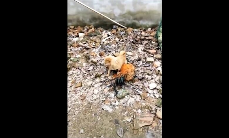 Chicken VS Dog Fight – Αστεία βίντεο αγώνα σκυλιών