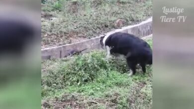 Αστεία βίντεο συλλογής γάτας και σκύλου