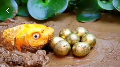 Νέα Amezing Stop Motion Funny Animation Crocodile & Cooking Stop Motion Funny Videos