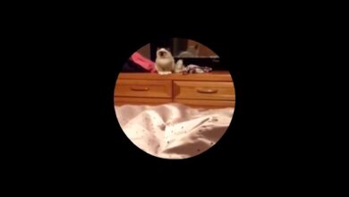 LOL FUNNY CAT VIDEOS COMPILATION |  10 αστεία βίντεο κλιπ γάτας