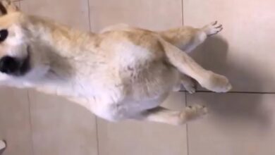 The Real Dancing Dogge Dog – Αστεία βίντεο