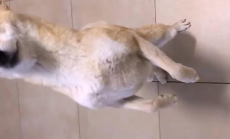 The Real Dancing Dogge Dog – Αστεία βίντεο
