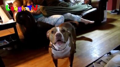 Βίντεο Talking Dog – Funny Talking Dogs Compilation 2