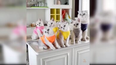 Cats Baby Χαριτωμένα και αστεία βίντεο γάτας