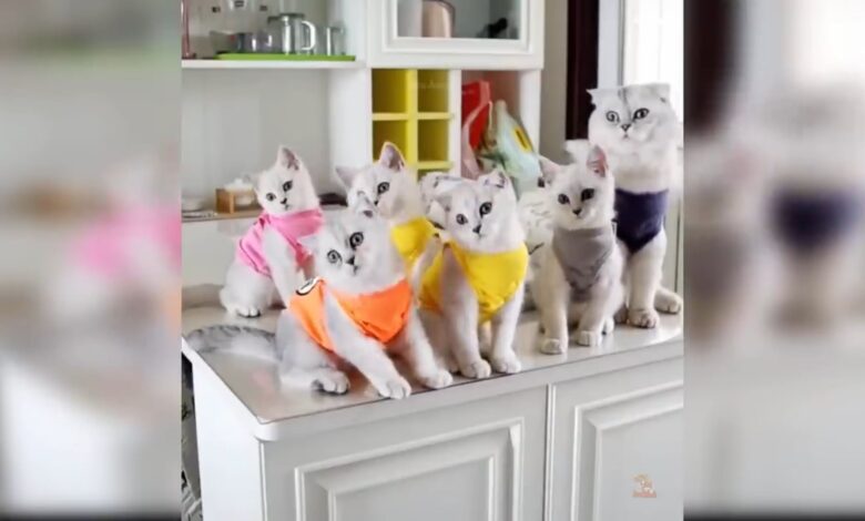Cats Baby Χαριτωμένα και αστεία βίντεο γάτας