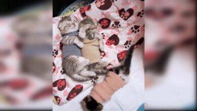 Συλλογή χαριτωμένα και αστεία βίντεο Baby Cats