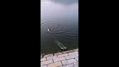 Υπέροχη γάτα, μαύρη γάτα, γάτες, αστείες γάτες, αστεία βίντεο με γάτες 1610 (4)