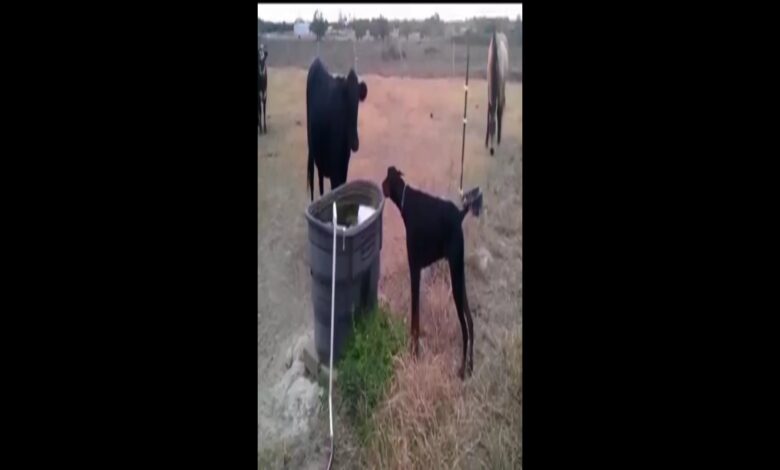 Αστεία Animal Voice Over βίντεο – Shocked Animals 2 GLTV
