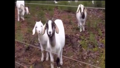 Αστεία Animal Voice Over βίντεο – Animal Attacks 2 GLTV