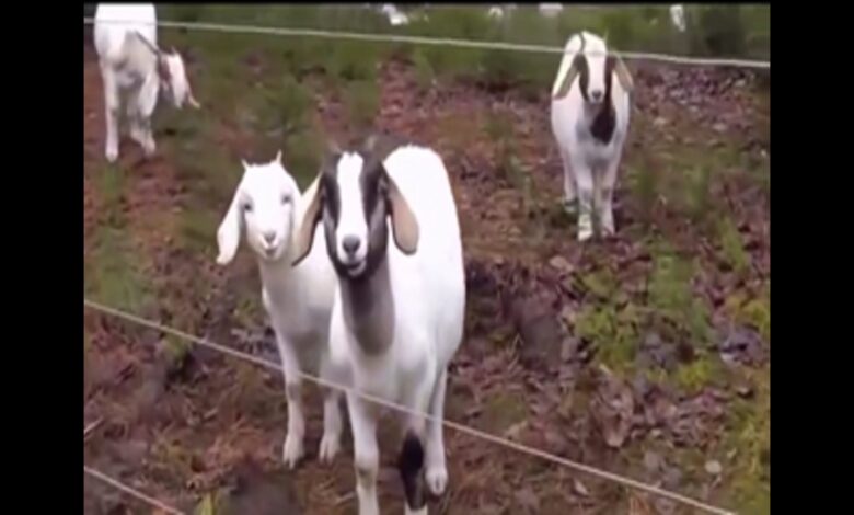 Αστεία Animal Voice Over βίντεο – Animal Attacks 2 GLTV