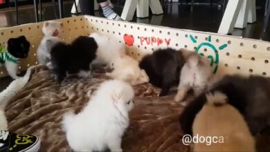Baby Dogs   Χαριτωμένα και αστεία βίντεο για σκύλους Συλλογή Puppy Dogs