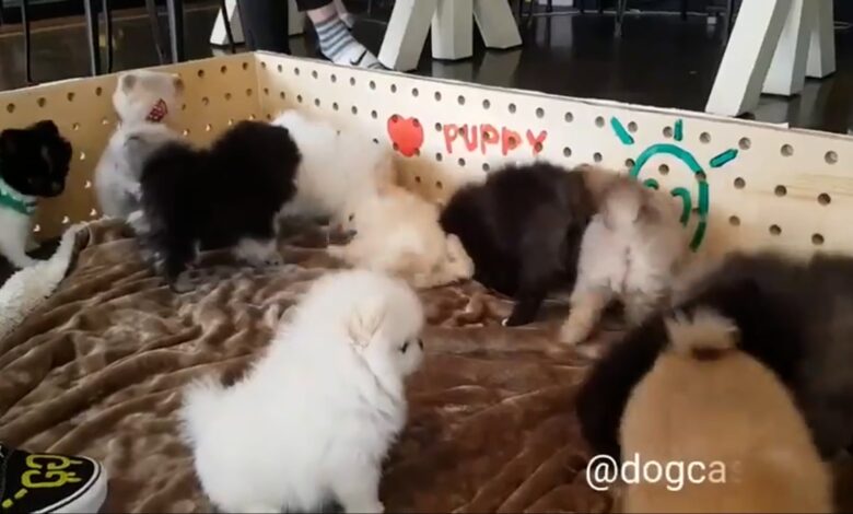 Baby Dogs   Χαριτωμένα και αστεία βίντεο για σκύλους Συλλογή Puppy Dogs