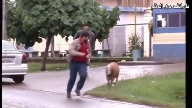 Αστεία βίντεο 2015 – Πατέ 1 – Επιθετικό και χαριτωμένο μοσχάρι